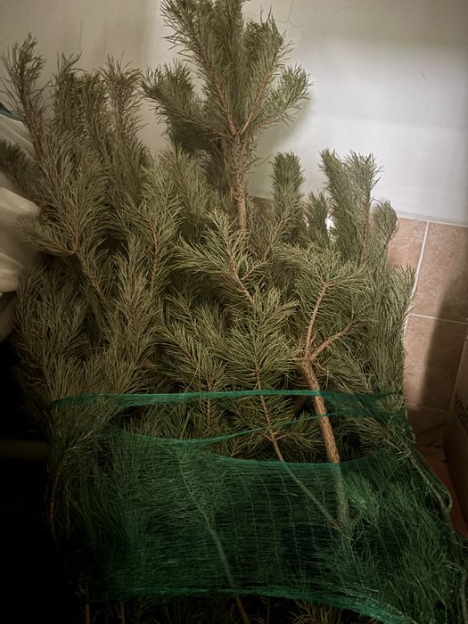 Продам елку 1.5 метра