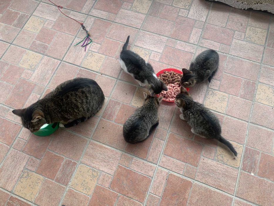 Pisoi pentru adoptie