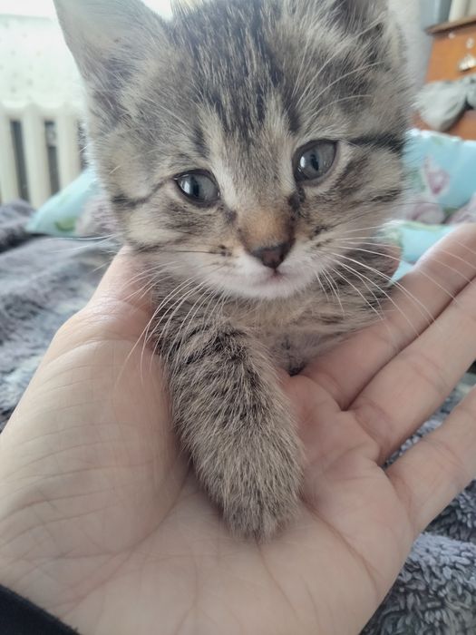 Отдам срочно 2 котят