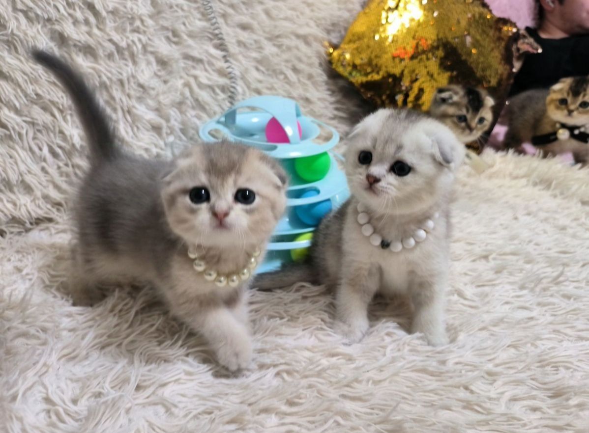 Шикарные котята от правильной вязки