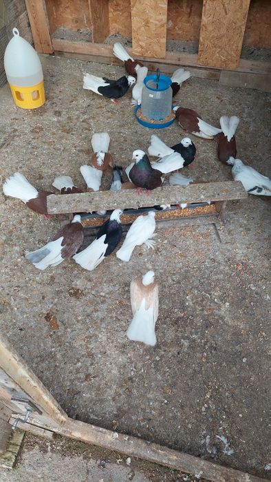 Продавам белослатински белоглави гълъби