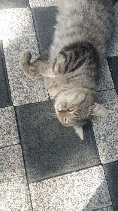 Животные даром в