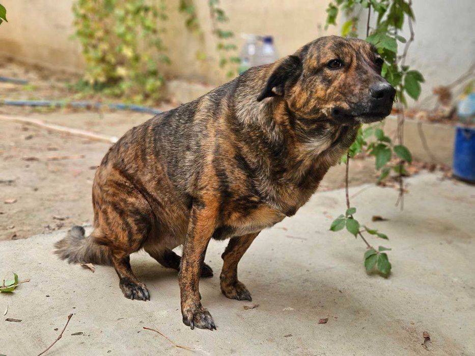 Отдам собаку в добрые руки! Срочно!!!