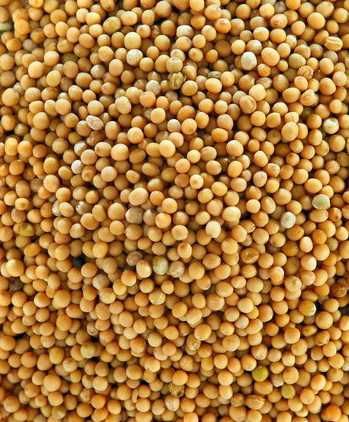 Seminte plante diverse, flori, legume