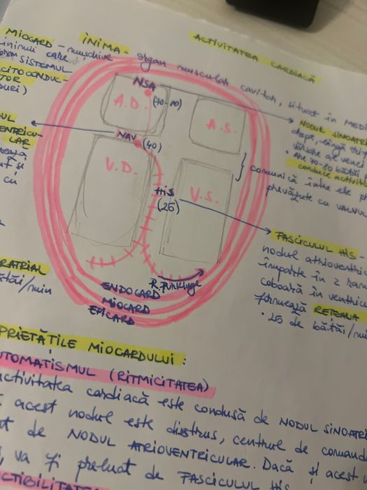 Meditatii bac anatomie, fiziologie si genetica clasa 11-12