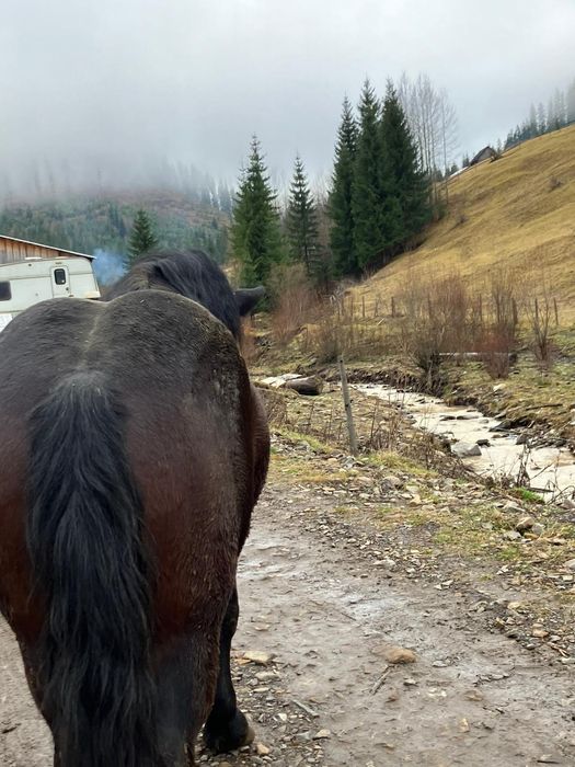 Mânz frumos de vanzare