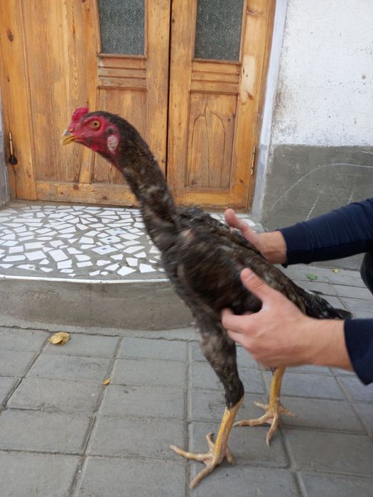 Dakan joja sotiladi sisarka