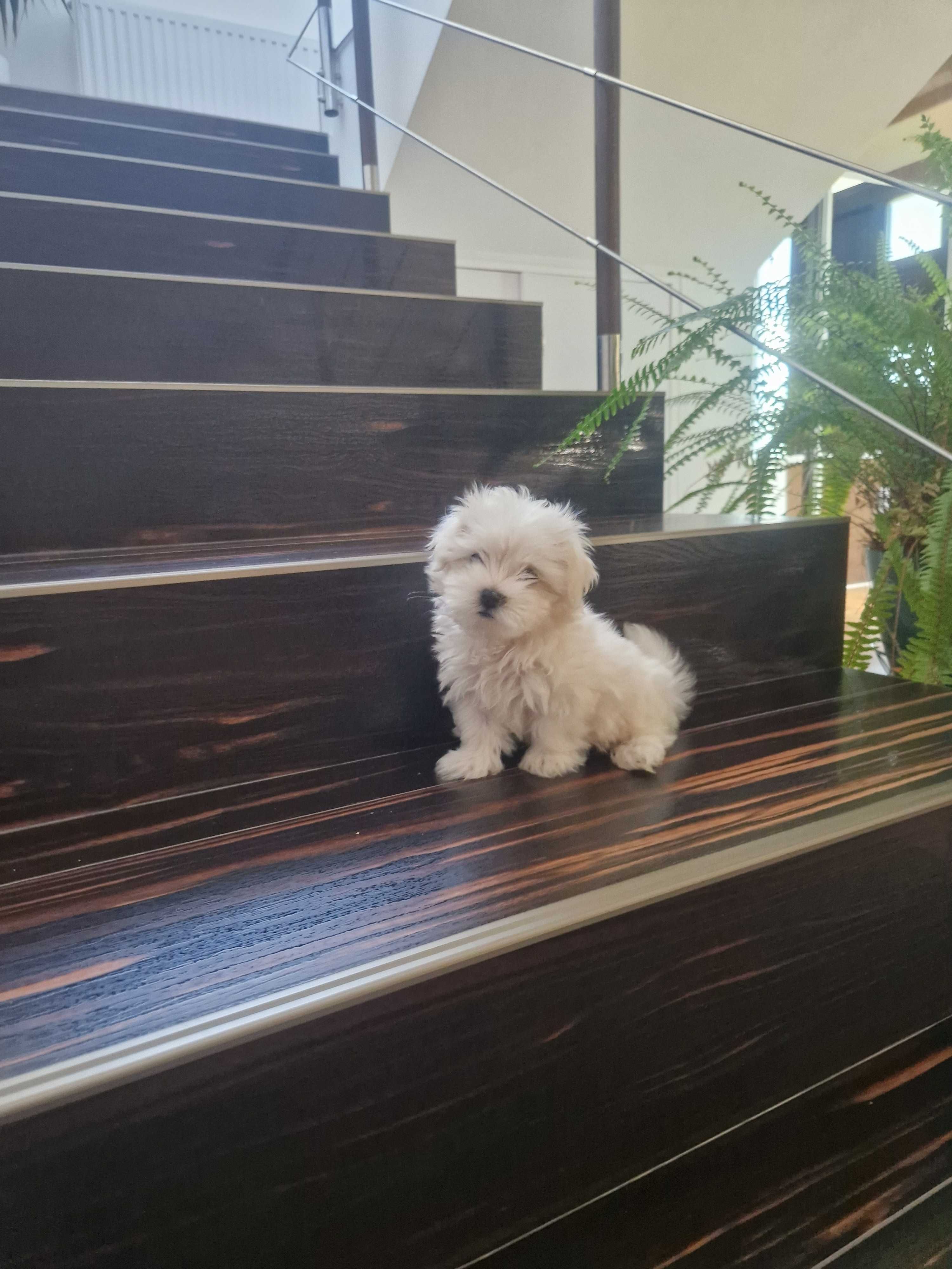 Bichon maltese mini toy