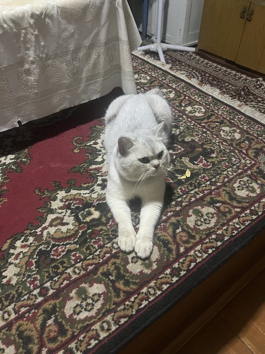 Приглашаем на вязку кота Чистокровный Британский Шиншила