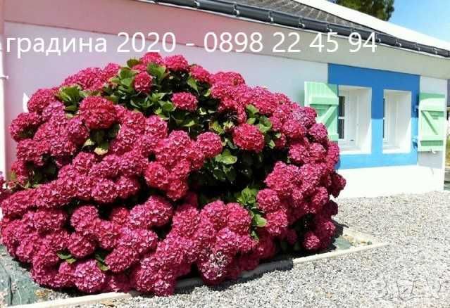 Хортензия -Hydrangea macrophylla Налични 4 вида