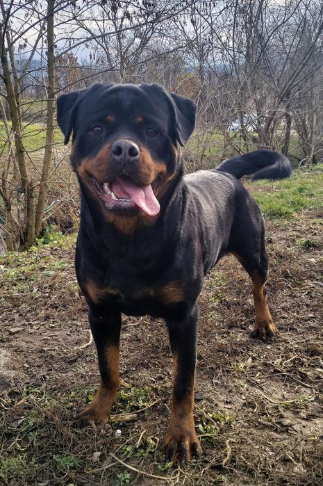 Catelus Rottweiler