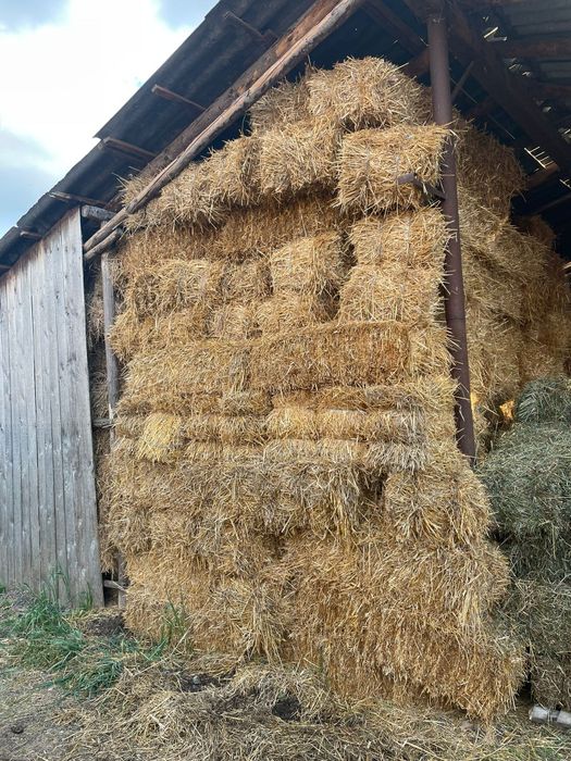 Vand baloți de paie