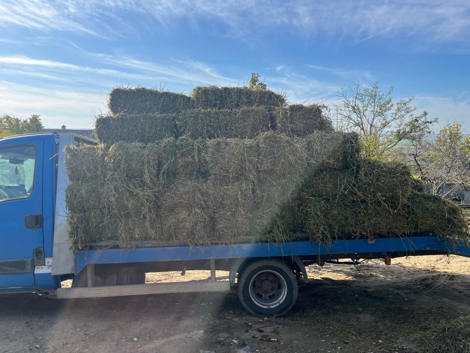 Baloti lucerna irigata 30/bucata