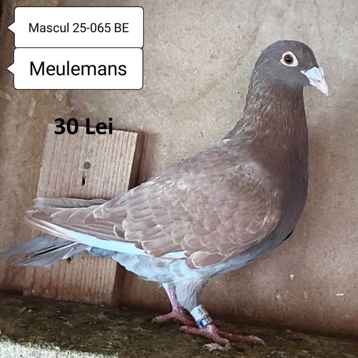 Porumbei Meulemans