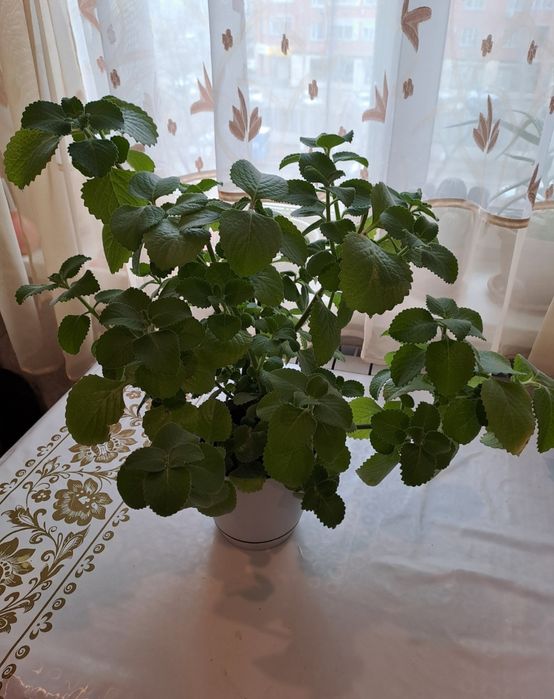 Продам Мяту 4000 тен