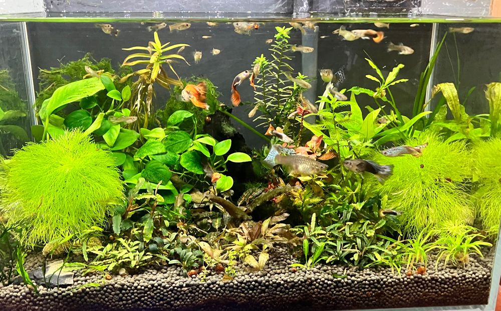 Tayyor akvarium baliqlar bilan