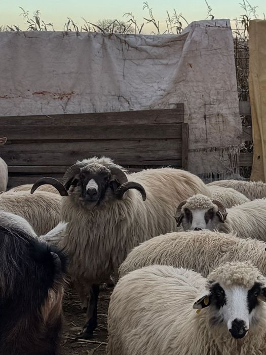 Vînd berbec mare al doilea mel