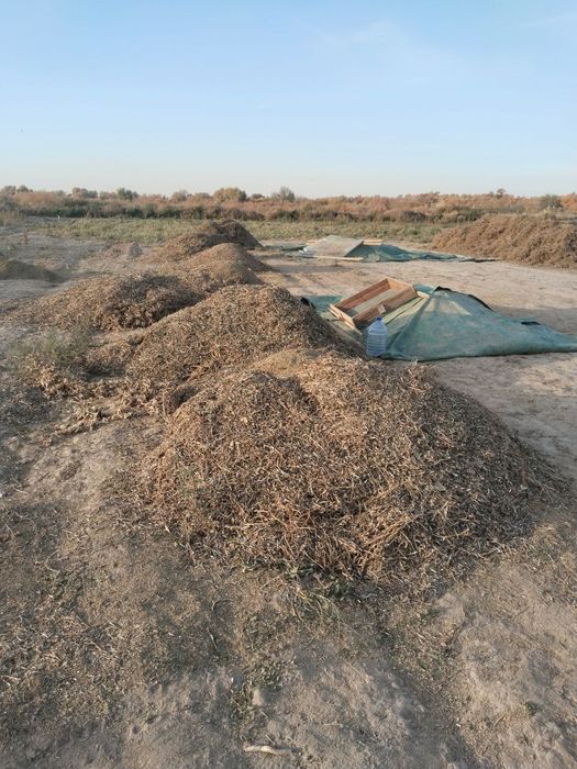 Ассалаума аликум Маш пакалы хамде кауыгы бар таза шаны жок