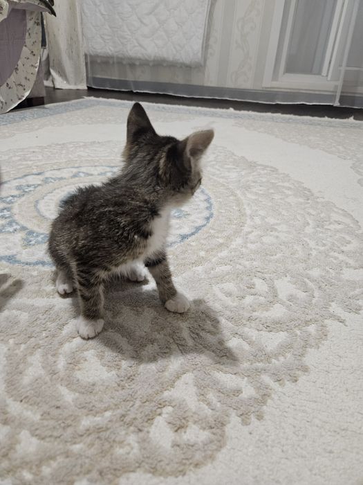 Отдам котёнка в добрые руки