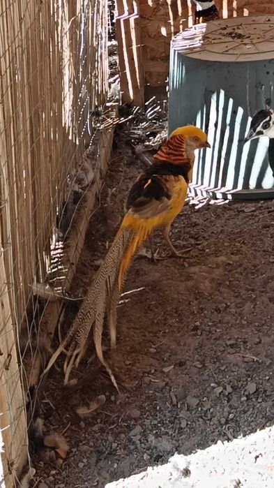 Fazani aurii pe galben