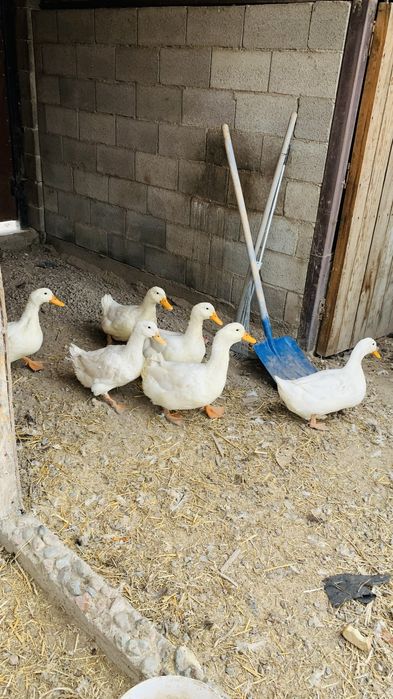 Утки / Продам уток