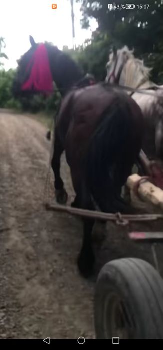 De vânzare iapa garantata