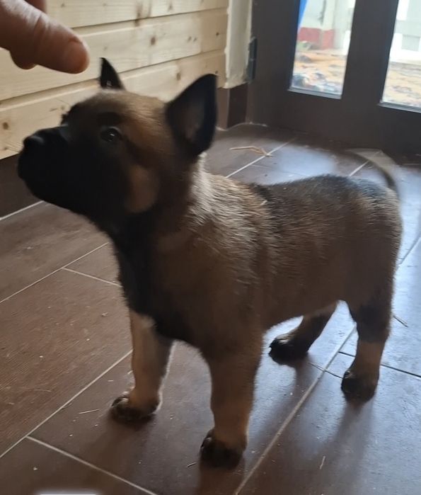 CATEL MALINOIS foarte mari