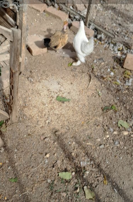 Iepur rasă mare i și găini  pitici