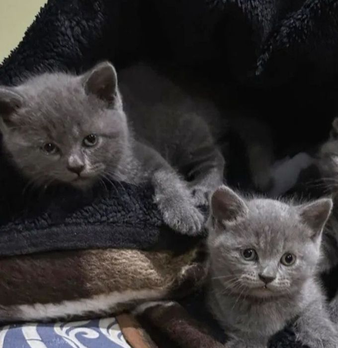 Шотландские котята
