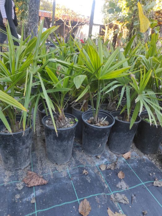 Студоустойчиво Палми