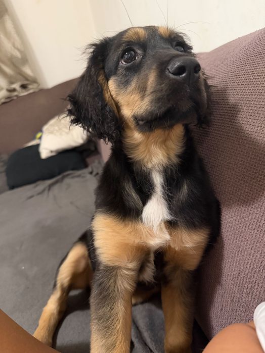 СПЕШНО подарявам женско кученце на 3 месеца