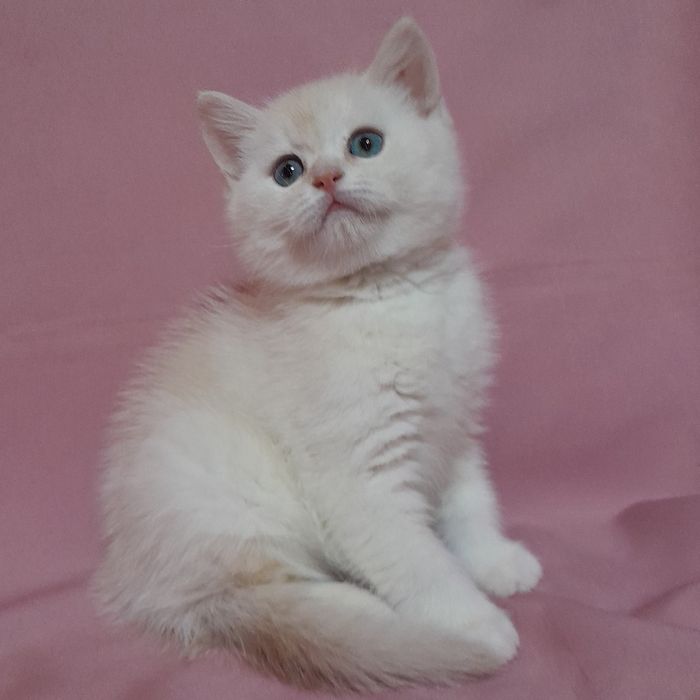 Продается  шикарный голубоглазый мальчик шиншилла,скотишстрайт.