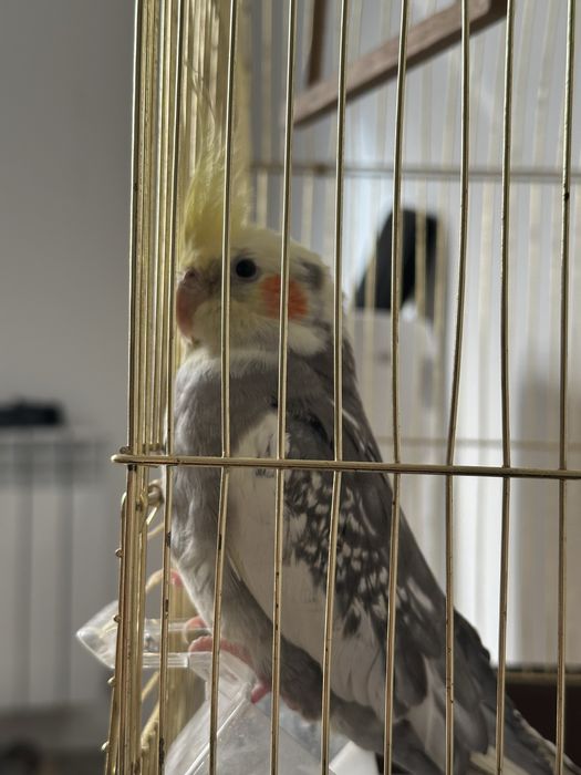 Корелла попугай с клеткой