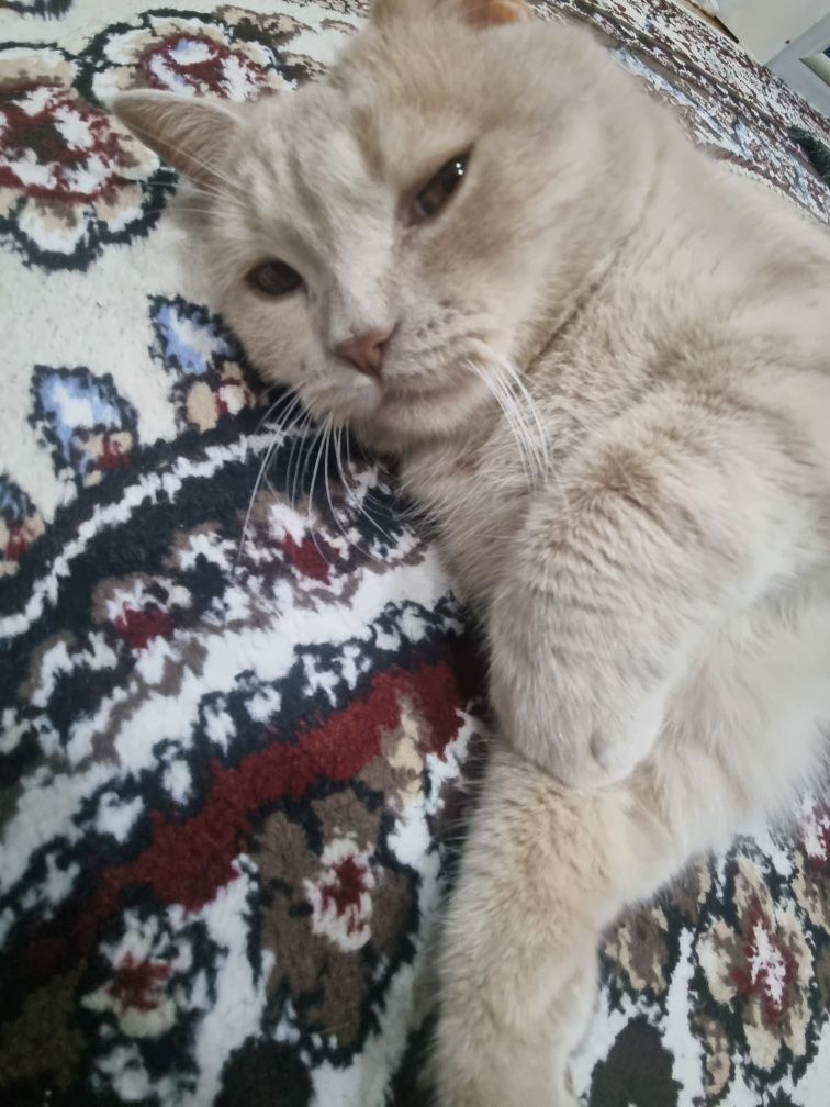 Кота на вязку! Скоттиш Страйт
