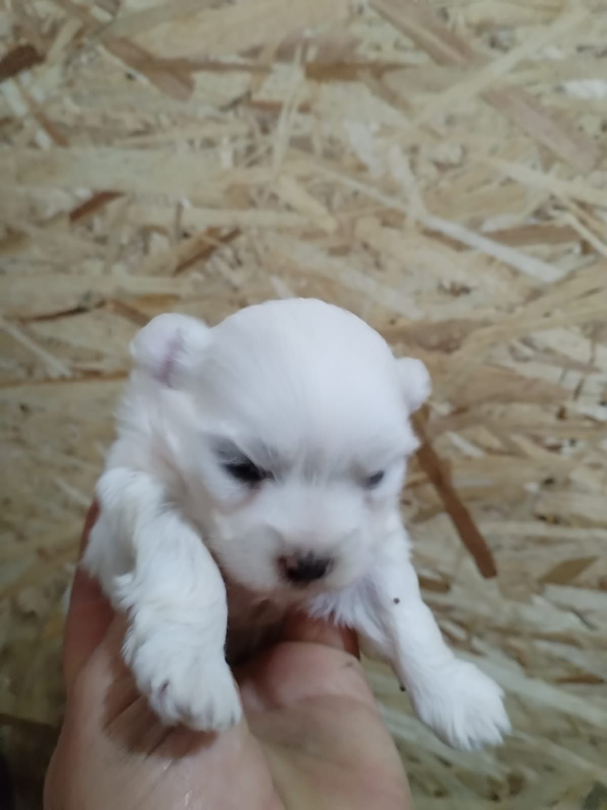 Spre vânzare băiețel Bichon maltez mini toy cu pedigree