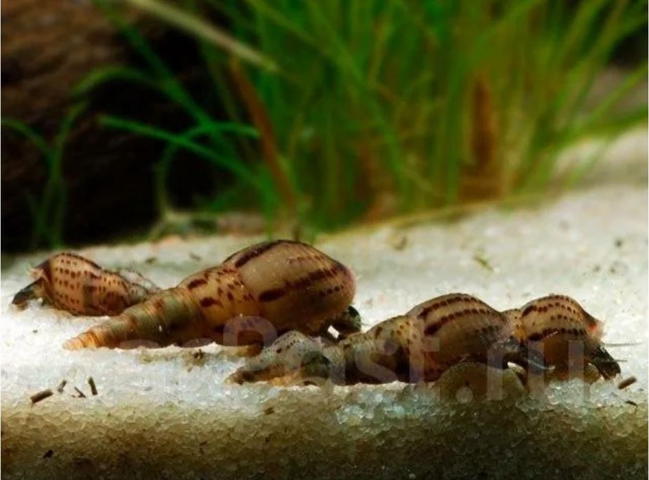 продам улитки Мелания