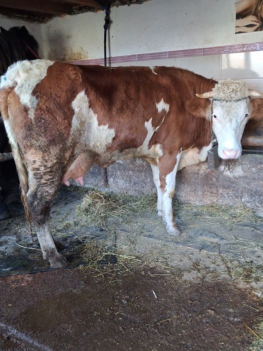 Vand 2  vaci de prăsilă