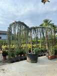 Plante ornamentale, tuia, leylandii, mesteacăn, platan, spirale,