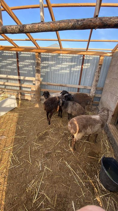 Қошқар және тоқтылар сатылады