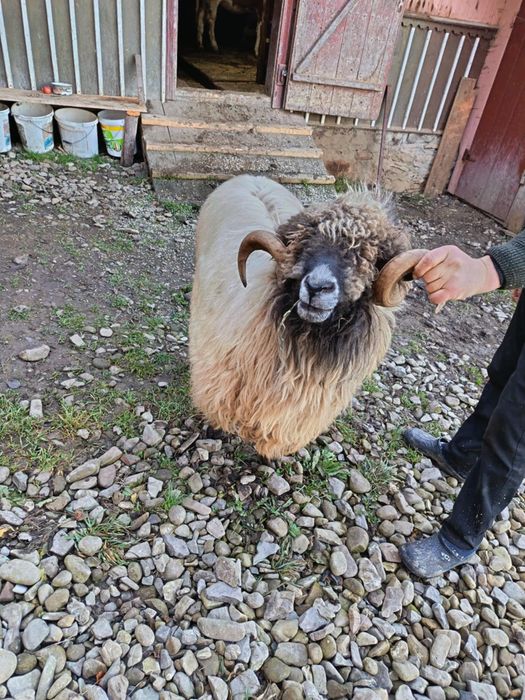 Vând berbec bucălău!