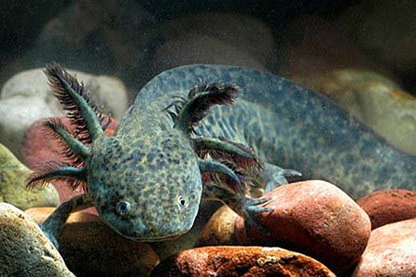 Аксолотли серые, крупные, аквариумный дракон