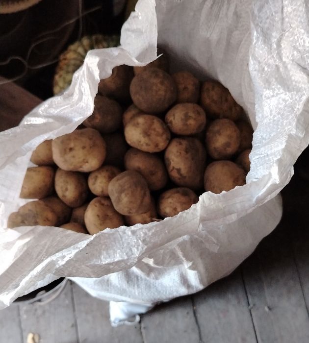 Картофель белый.