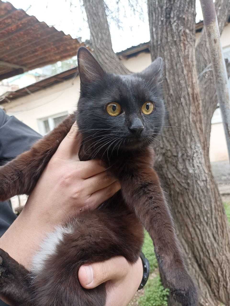Черны красивые милый котик