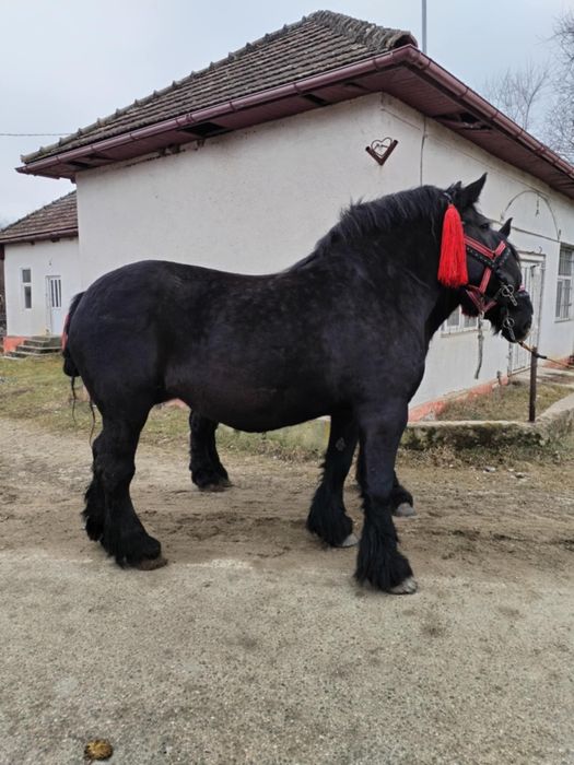 Vând iapa  cu mânz de 7 ani acte Polonia sau schimb cu oii