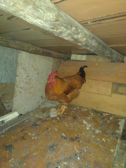 Свободни кокошки