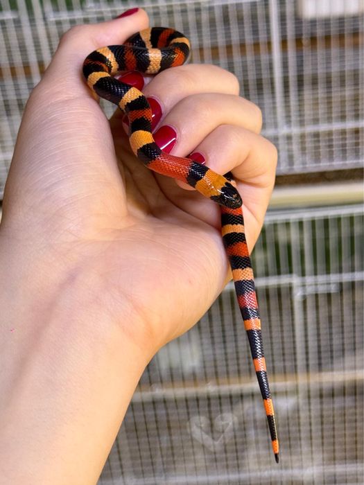 Молочная змея кэмпбелла