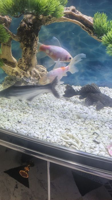 Продаются аквариумные рыбки