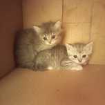 Породистые  котята 1 месяц