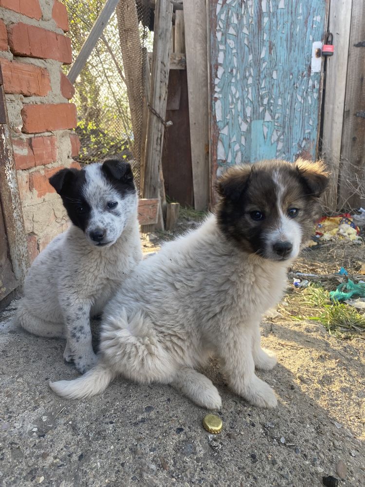 отдам в добрые руки, этих прекрасных созданий