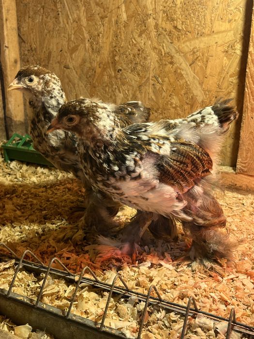 Puicute brahma portelan